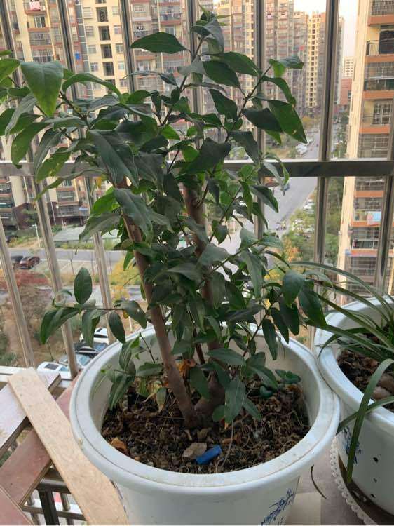 腊梅下山桩什么时候落叶子 图片