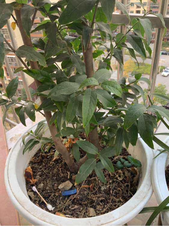 腊梅下山桩什么时候落叶子 图片