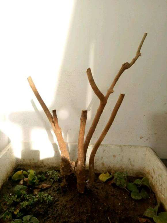 腊梅下山桩怎么成长的记录贴 图片