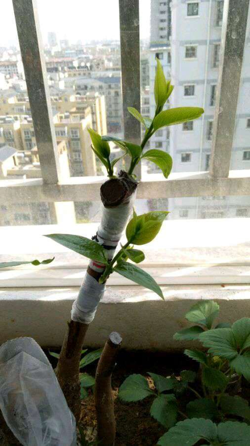 腊梅下山桩怎么成长的记录贴 图片