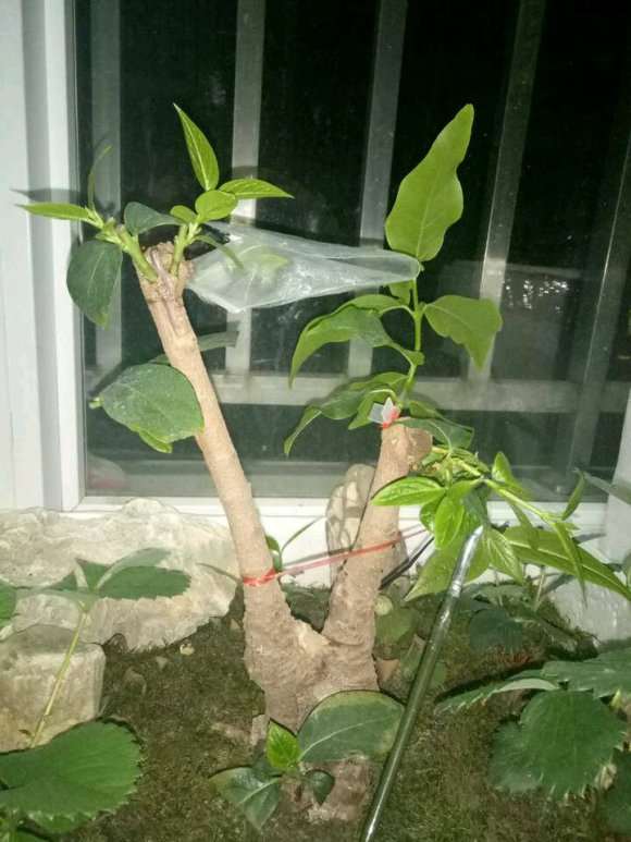 腊梅下山桩怎么成长的记录贴 图片