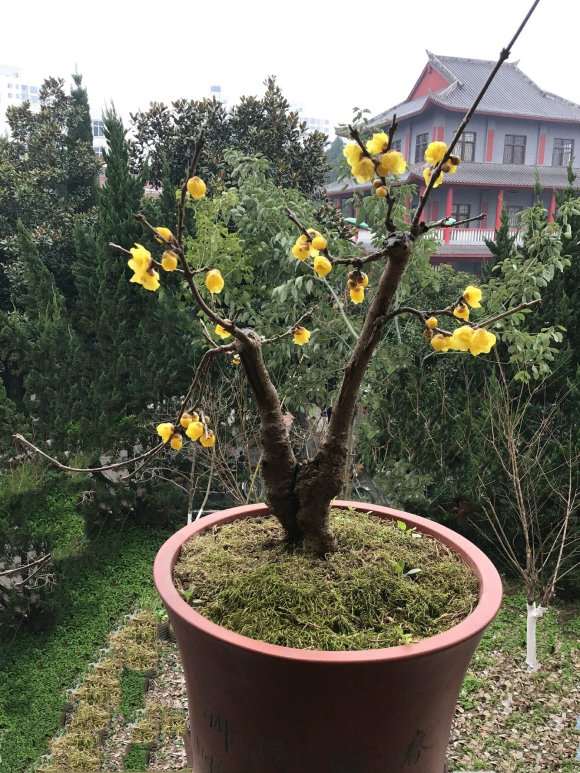 腊梅下山桩怎么成长的记录贴 图片