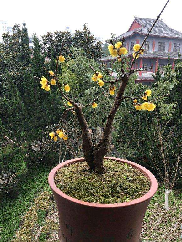 腊梅下山桩怎么成长的记录贴 图片