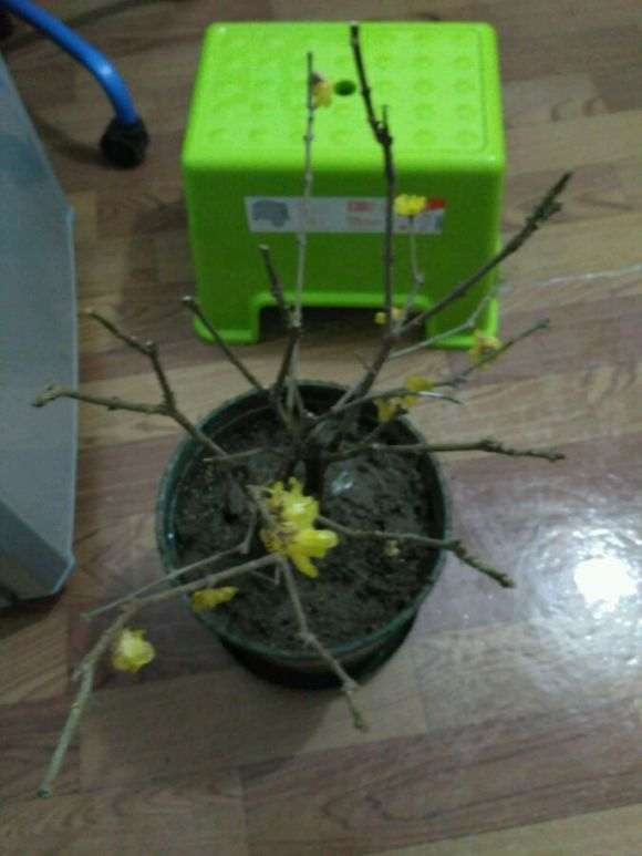 腊梅下山桩用的什么土 最好 图片