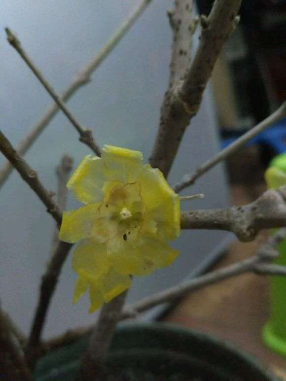 腊梅下山桩用的什么土 最好 图片