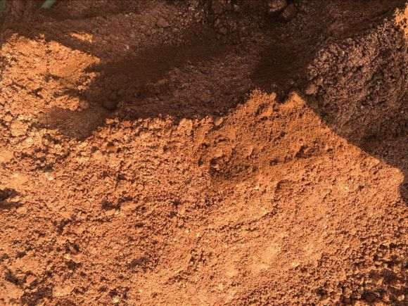 腊梅下山桩用的什么土 最好 图片