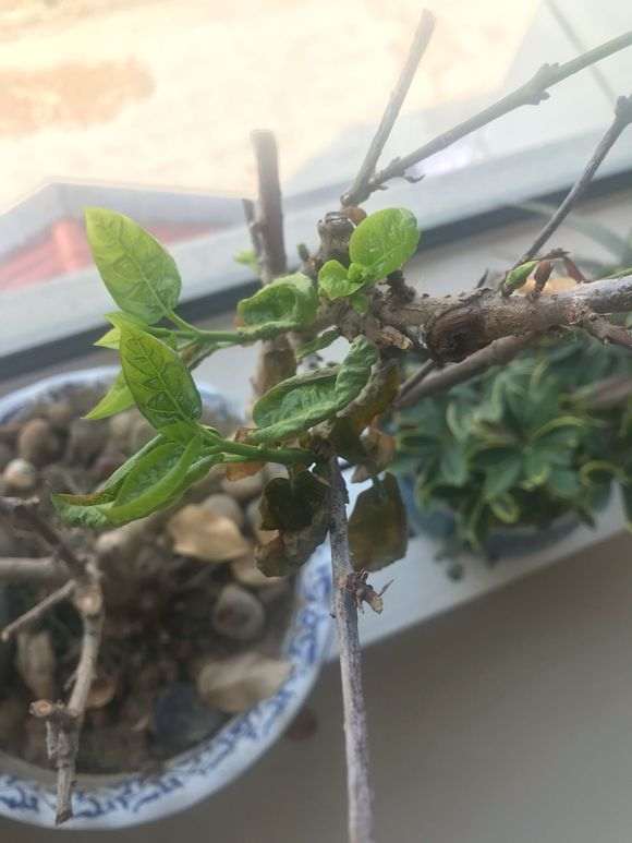 为什么我的腊梅下山桩长叶子 这样子