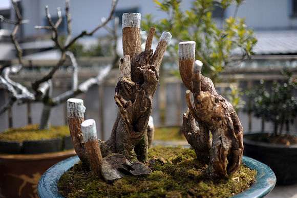 腊梅下山桩老桩能不能芽接 图片