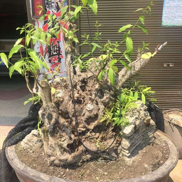 腊梅下山桩老桩能不能芽接 图片