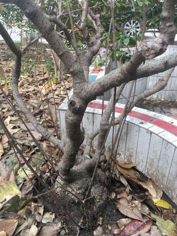 为什么很多人不知道 腊梅下山桩的梅龟