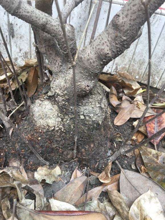 为什么很多人不知道 腊梅下山桩的梅龟