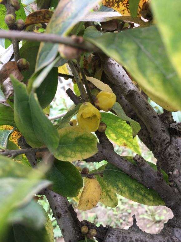 我的花蝴蝶腊梅下山桩 怎么样 图片