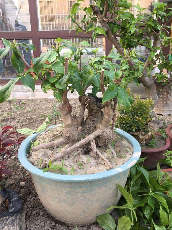 嫁接腊梅下山桩都用什么砧木 图片