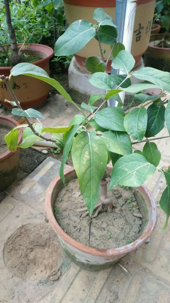 腊梅下山桩怎么扣水的方法 图片