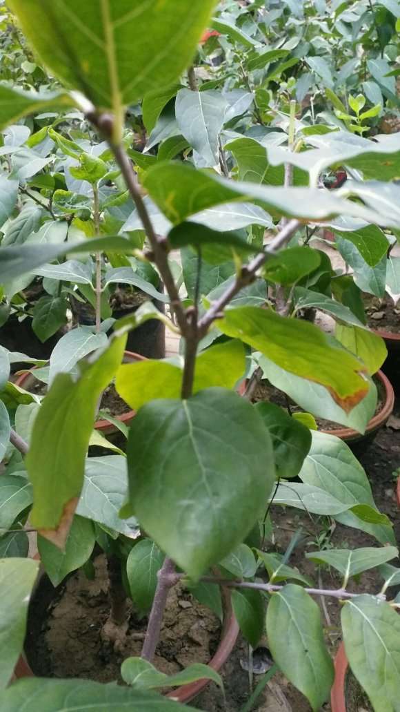 腊梅下山桩怎么扣水的方法 图片