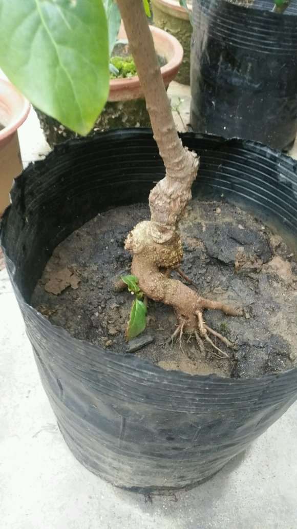 腊梅下山桩怎么扣水的方法 图片