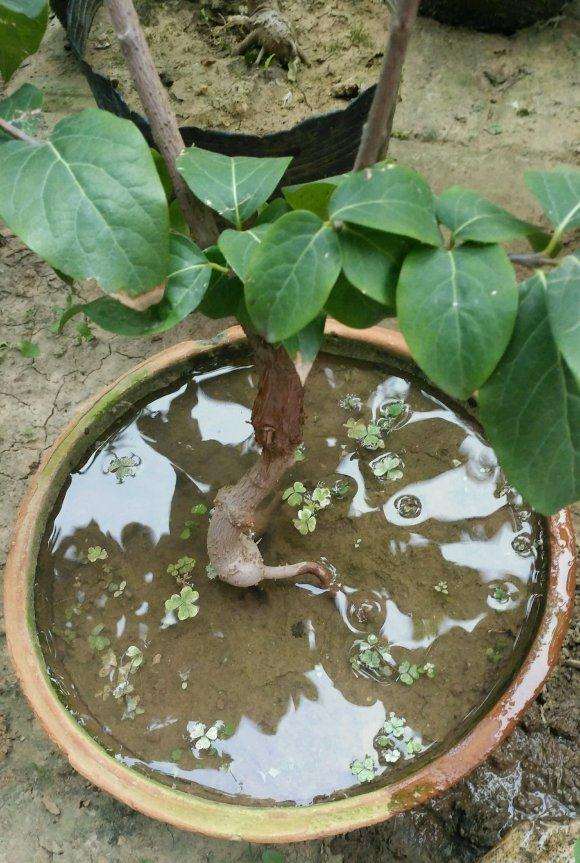 为什么腊梅下山桩要少浇水 图片