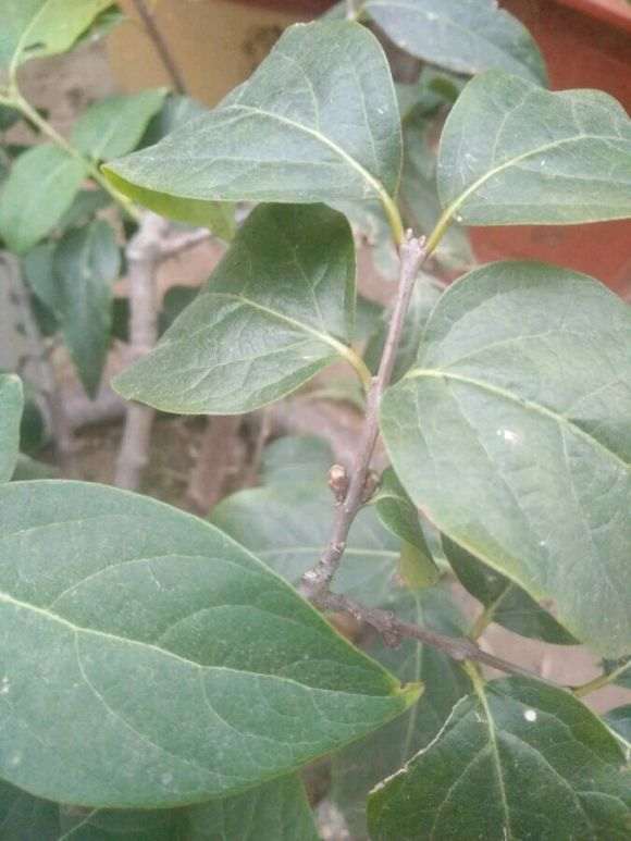 买的腊梅下山桩 感觉受骗了 怎么办 图片