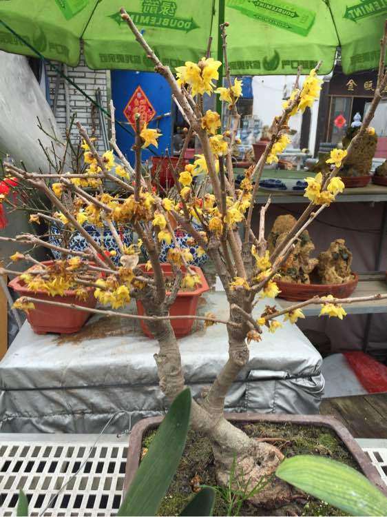 花市买的腊梅下山桩 200块贵吗 图片