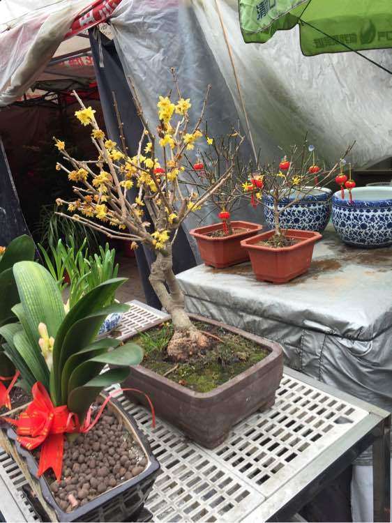 花市买的腊梅下山桩 200块贵吗 图片