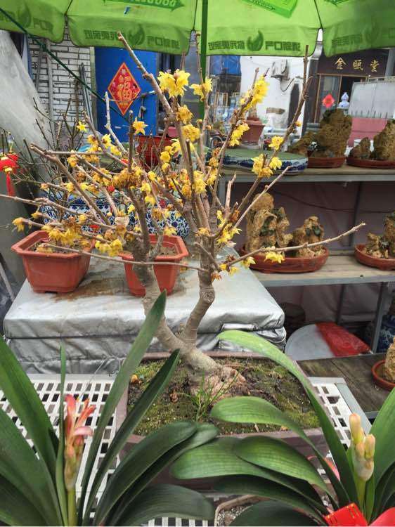 花市买的腊梅下山桩 200块贵吗 图片