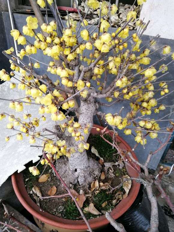 玩了14年的腊梅下山桩 怎么样 图片