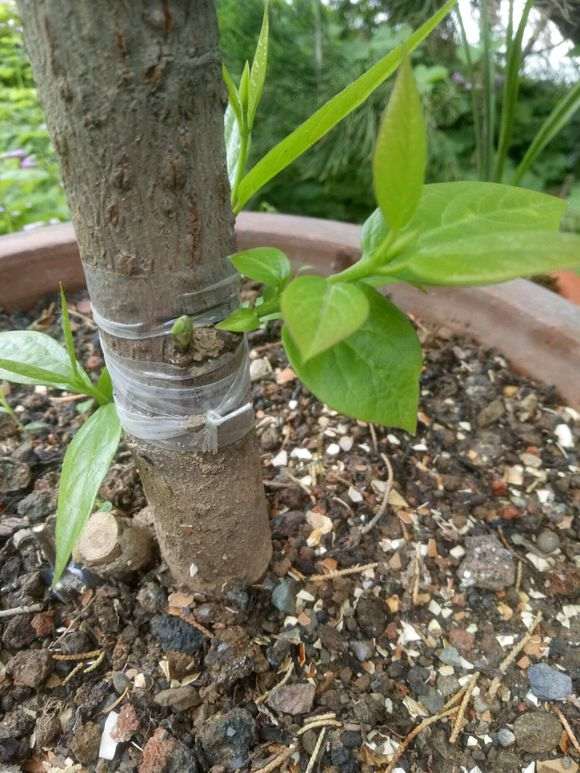 腊梅下山桩嵌芽接实验 终于成功 图片