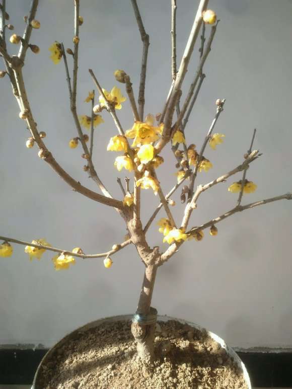 腊梅下山桩 败了的花要摘掉吗 图片