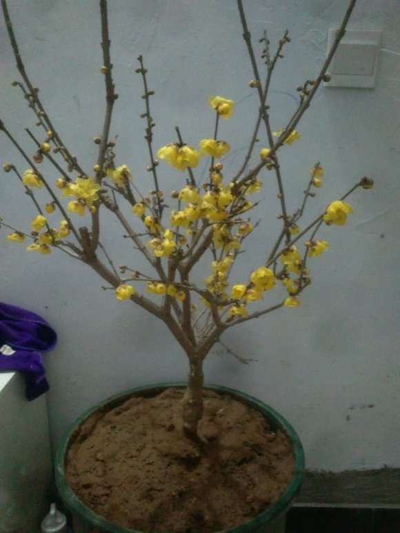 腊梅下山桩 败了的花要摘掉吗 图片