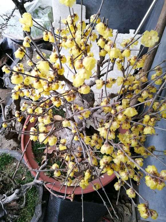 梅下山桩肯定要长花苞了吗 为什么 图片