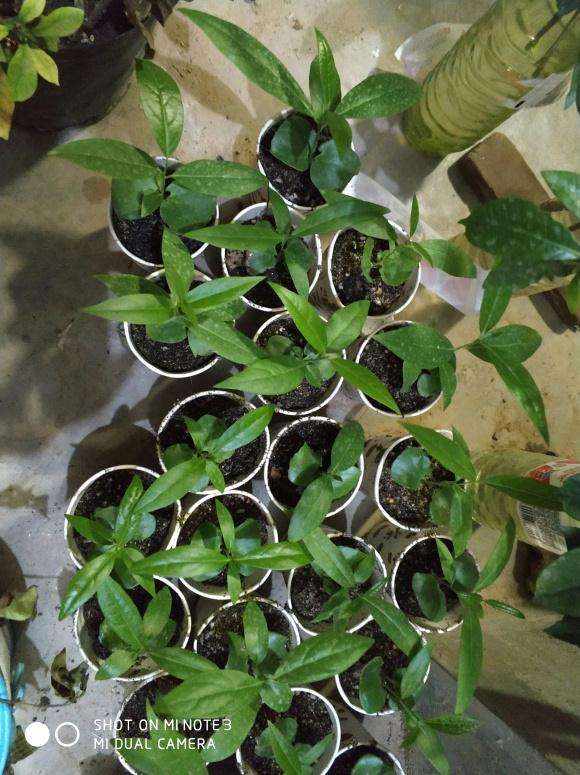 移栽腊梅下山桩小苗时用什么土 图片