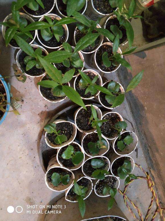 移栽腊梅下山桩小苗时用什么土 图片