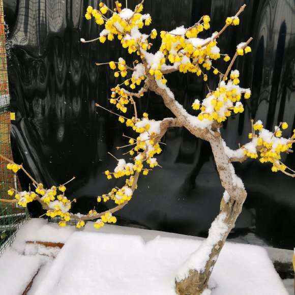 春季腊梅下山桩能不能晒太阳啊 图片