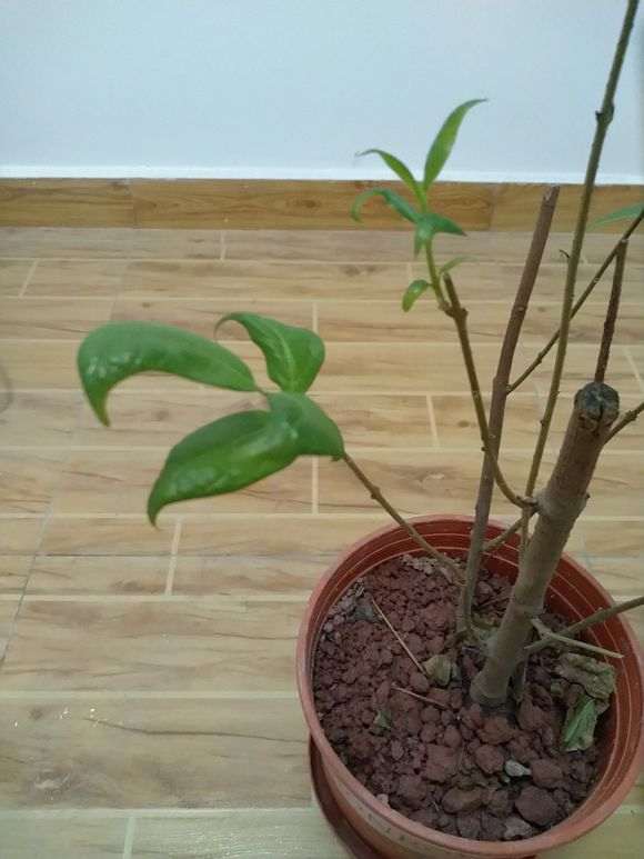 腊梅下山桩叶子内卷 怎么办 如何救 图片