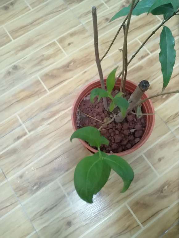 腊梅下山桩叶子内卷 怎么办 如何救 图片