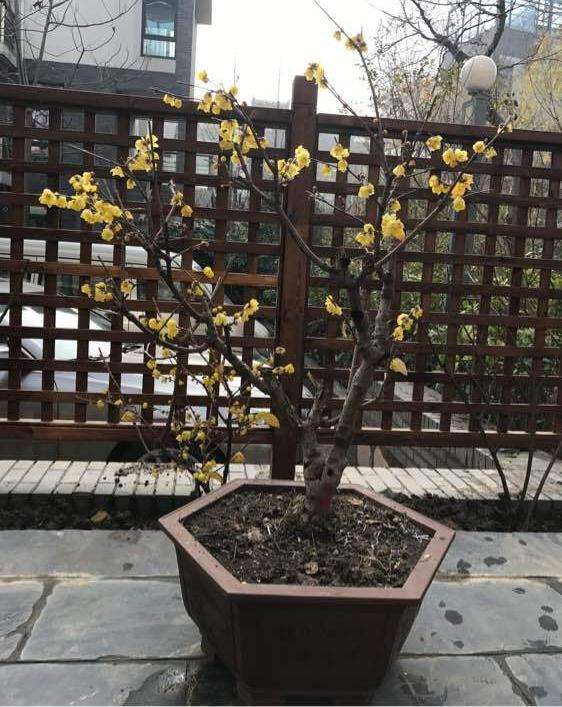 腊梅下山桩上盆了 怎么样 图片