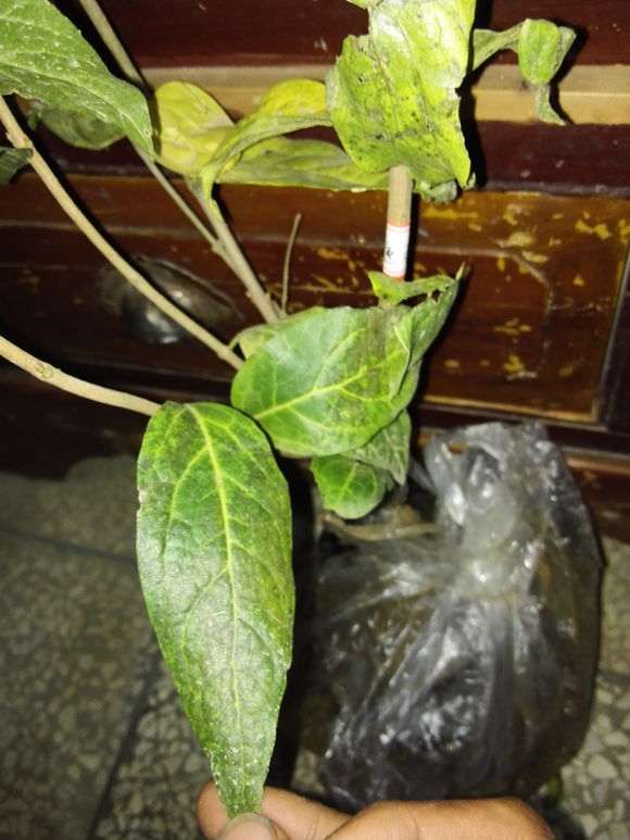 这是檀香腊梅下山桩么 怎么样 图片