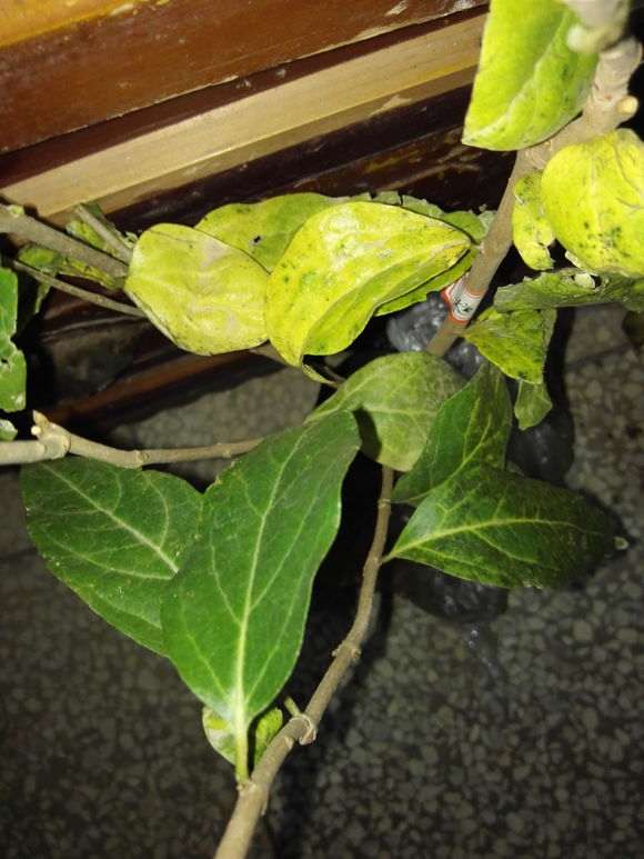 这是檀香腊梅下山桩么 怎么样 图片