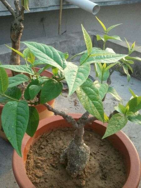 被麻雀祸害后的腊梅下山桩 怎么办 图片