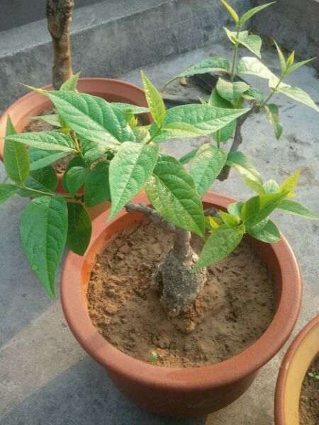 被麻雀祸害后的腊梅下山桩 怎么办 图片