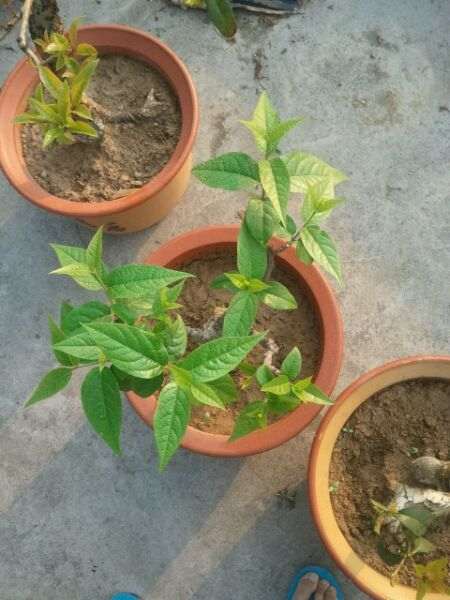 被麻雀祸害后的腊梅下山桩 怎么办 图片