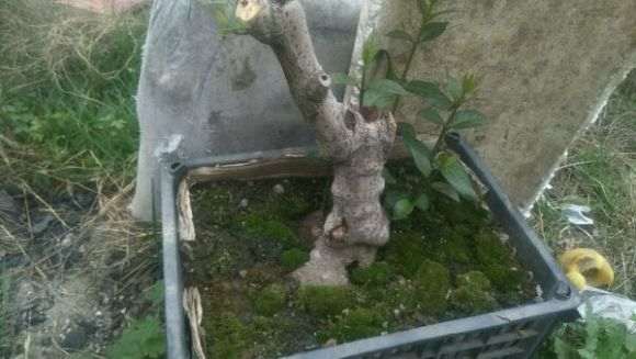 腊梅下山桩有根怎么会过不了夏天呢 图片