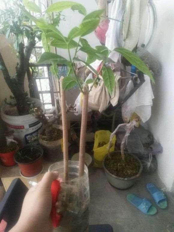 腊梅下山桩有根怎么会过不了夏天呢 图片