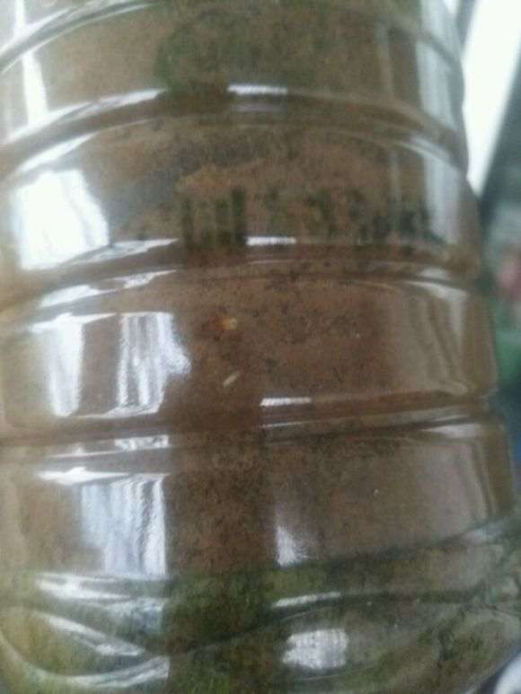 腊梅下山桩有根怎么会过不了夏天呢 图片