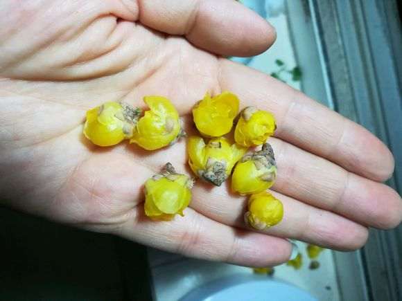 为什么腊梅下山桩施肥水大会掉花蕾 图片