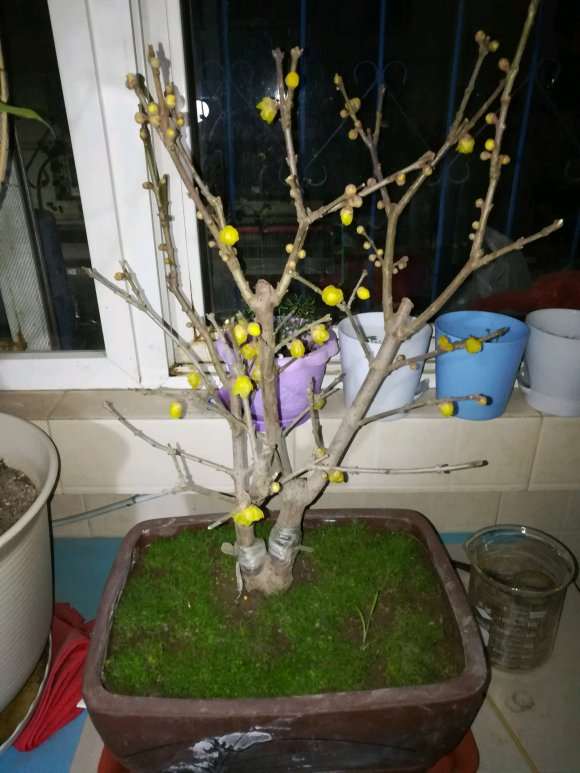 为什么腊梅下山桩施肥水大会掉花蕾 图片