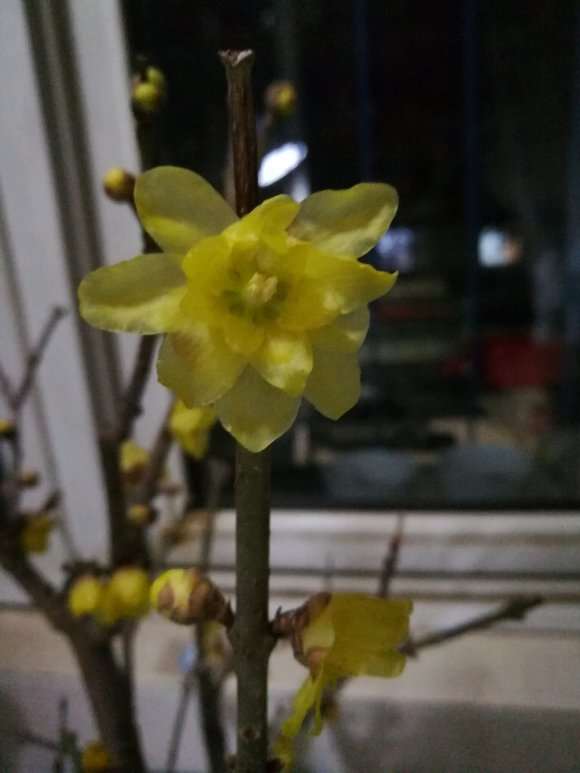腊梅下山桩掉花苞 用不用换土 图片