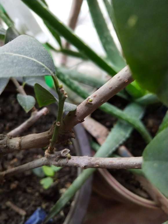 广州腊梅下山桩会开花吗 图片