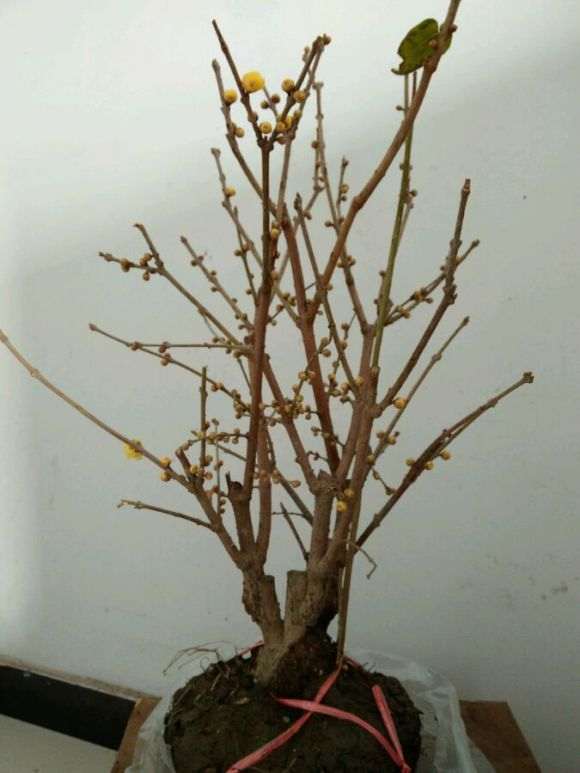 一棵渣渣腊梅下山桩 38元 怎么样 图片