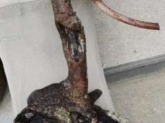 3个腊梅下山桩 1年养护 全部成活 图片